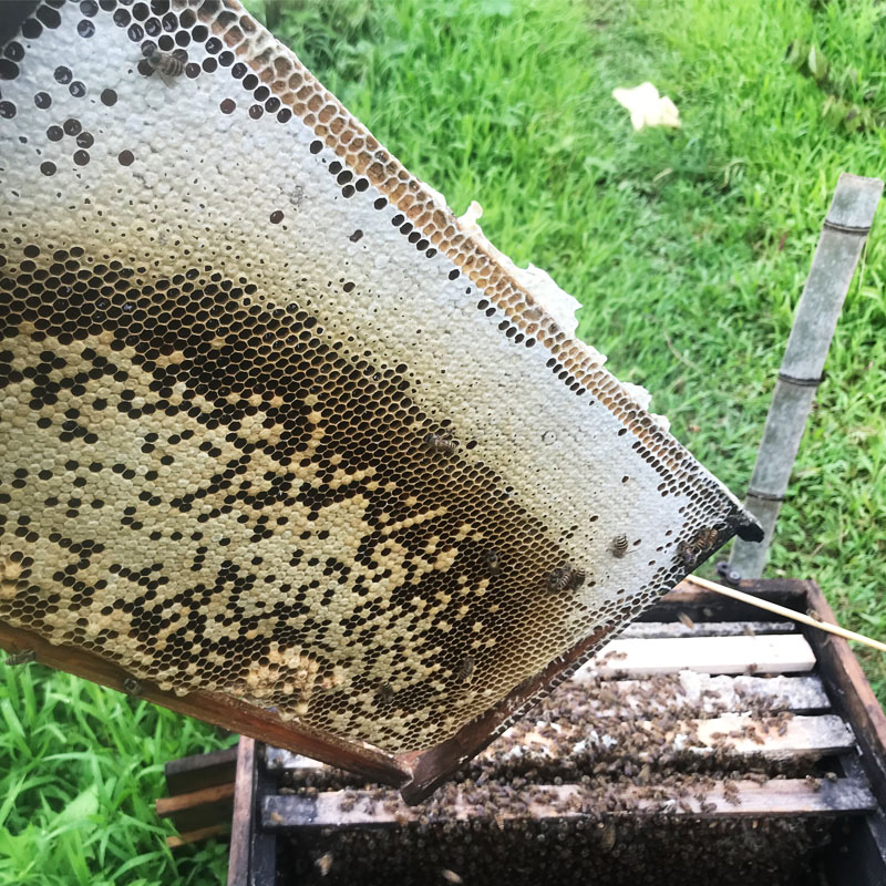 蜂蜜的渗透作用
