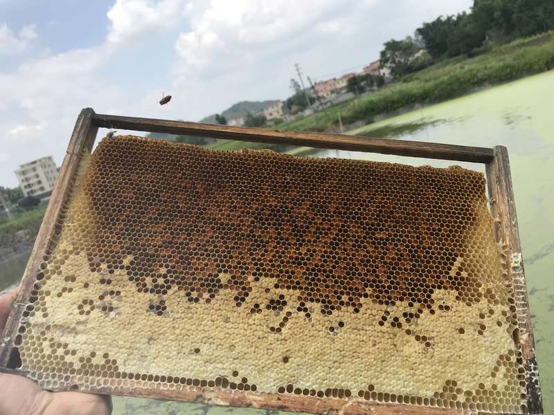 关于蜂蜜你需要知道的一切