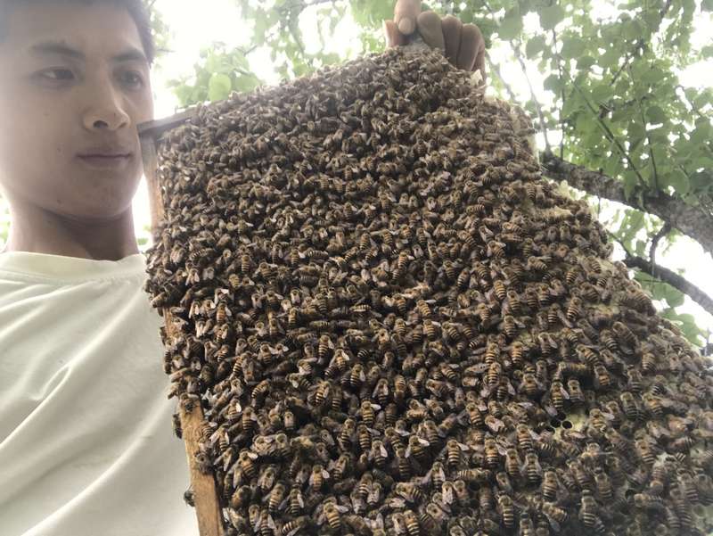 土蜂蜜的生产和农场价值